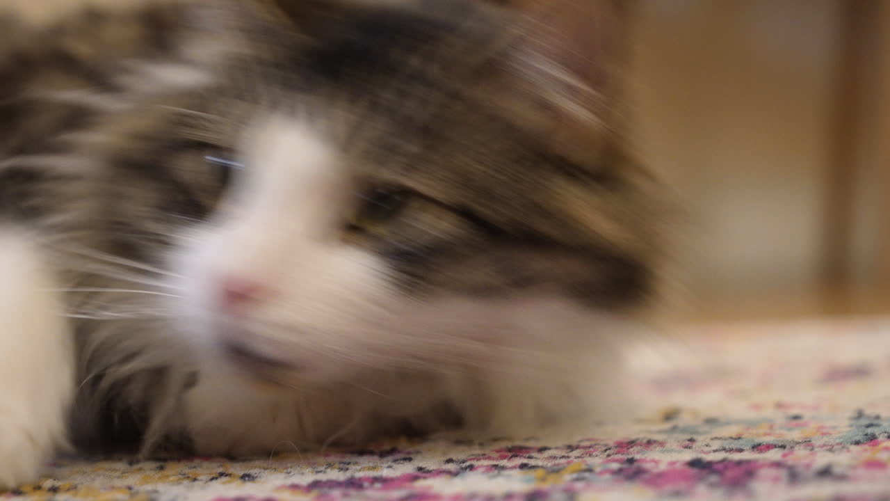 심심해 보이는 고양이가 일어나서 걸어가기 전에 카메라를 응시한다