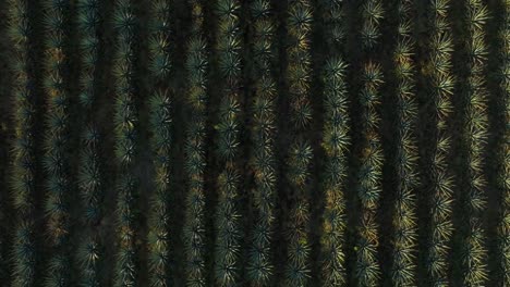 top-down-moving-drone-shot-of-an-agave-field-in-mexico