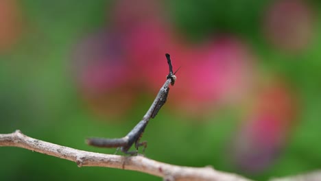 祈禱神<unk> (phyllothelys sp.) 的動物