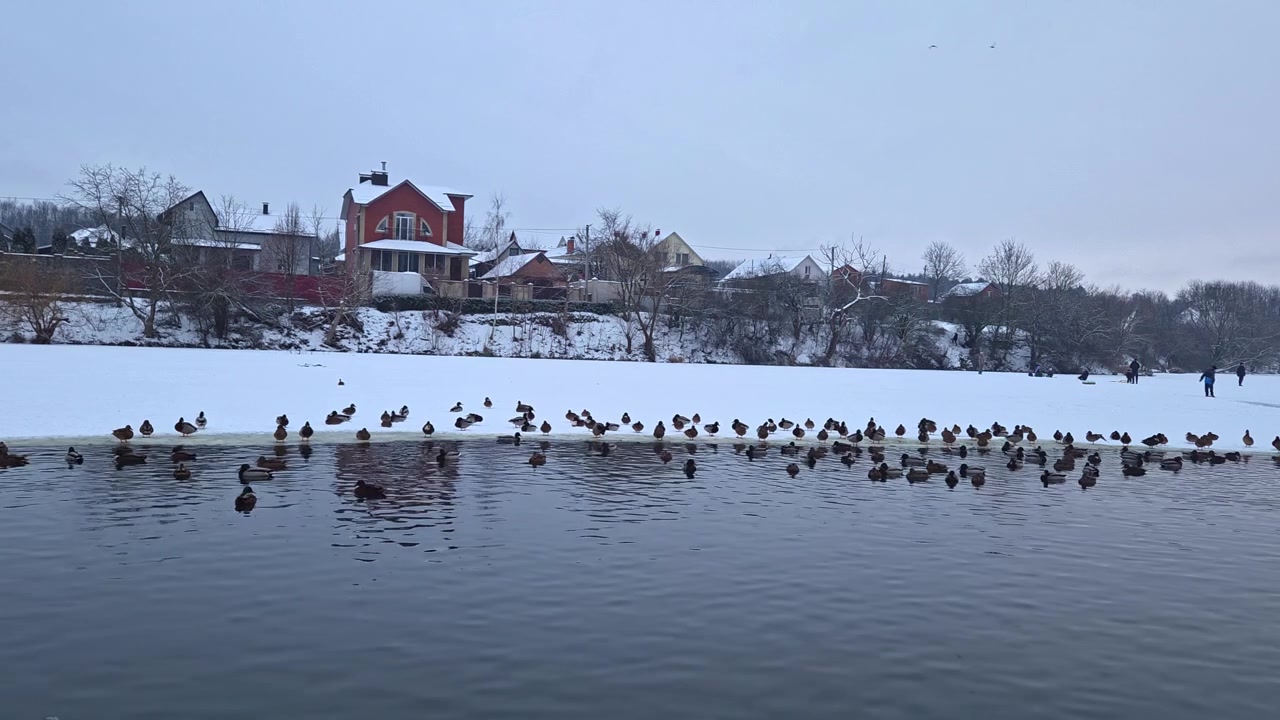 En flokk ender svømmer og hviler på en frossen elvebredd om vinteren