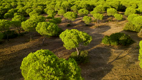 la luz del sol a través de verdes pinos de piedra en el bosque cerca de el rompido en españa