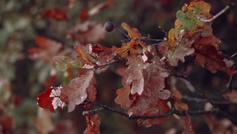 Rama-De-Roble-Con-Hojas-Secas-Y-Hiel-De-Roble,-Otoño-En-El-Viento