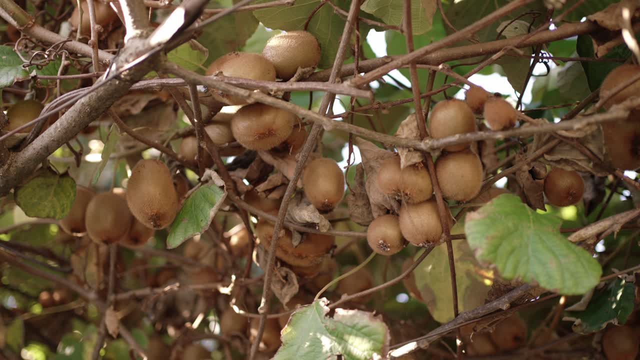 Close up of ripe kiwis hanging on vine surrounded by lush green leaves