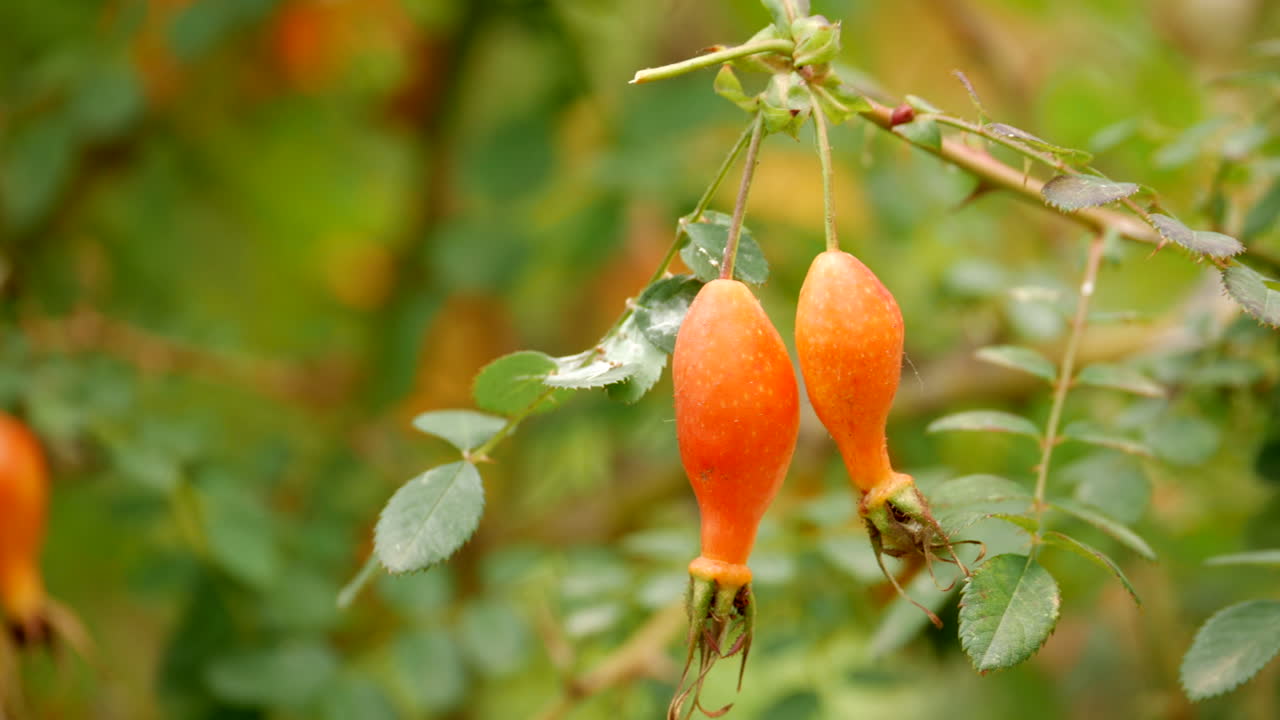 rosa sweginzowii caderas flor. tiro panorámico