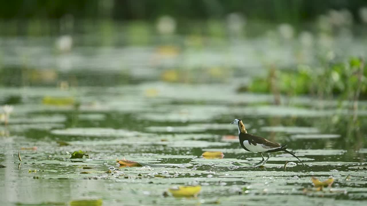 A Pheasant-tailed Jacana gives sharp alert calls near its nest in a wetland habitat, displaying protective behavior during nesting season