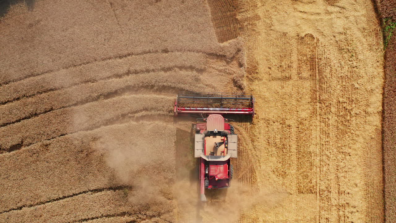 Mowing combine comes to the end of the wheat field. Working agricultural machine approaching green trees frontier of the farmland. Aerial view.
