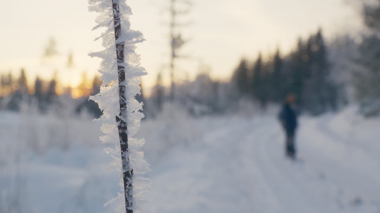 Rimfrost på en kvist under europæisk vinter ved solopgang med en mand og hund, der går tur.