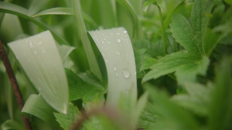 Water droplets on leaves of plant in garden
