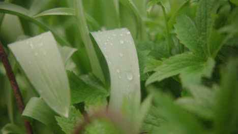 water droplets on leaves of plant in garden