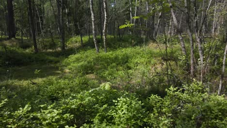 gorgeous fpv or first person view flythrough footage from a sunny european forest during a summer day with sunshine on the trees and foliage on the ground. flying between old and large trees.