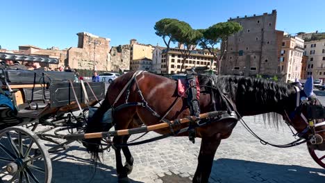 horse-drawn carriage in rome's historic city square