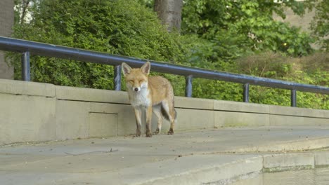 majestic and young urban fox on a london street