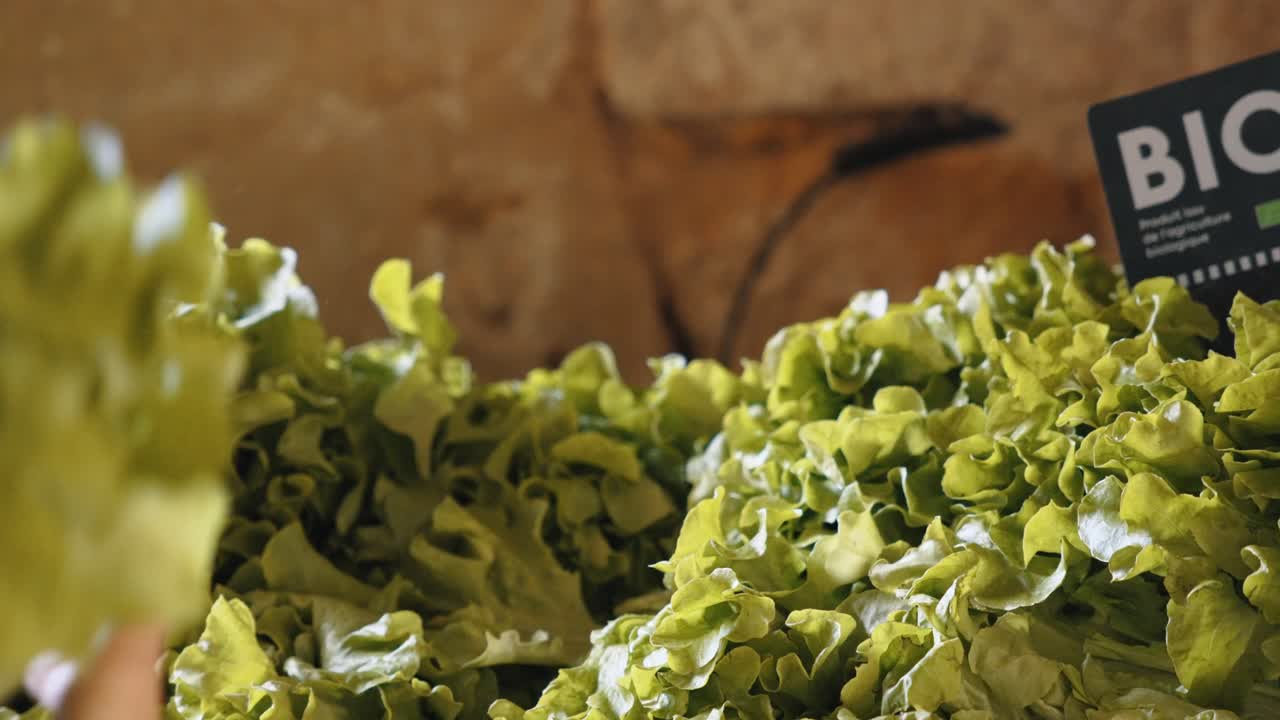 Picking organic lettuce in Monpazier, Dordogne
