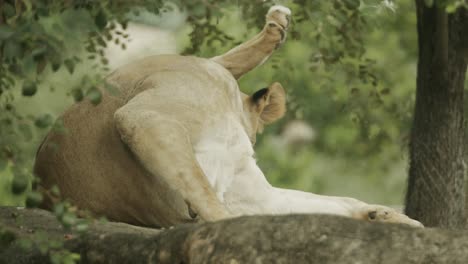 female lion cleaning herself in shady spot on ground in africa