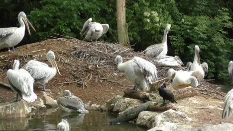 Pod-Of-Dalmatian-Pelicans-And-A-Black-Bird-Near-Pond-At-The-Rotterdam-Zoo-In-Blijdorp,-Rotterdam,-Netherlands