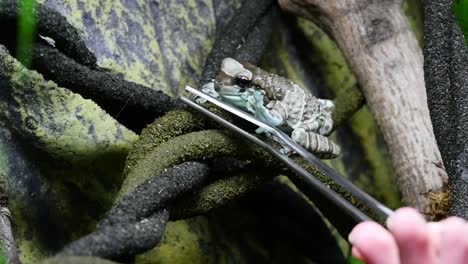 cute amazonian milk frog in terrarium is fed a house cricket to eat