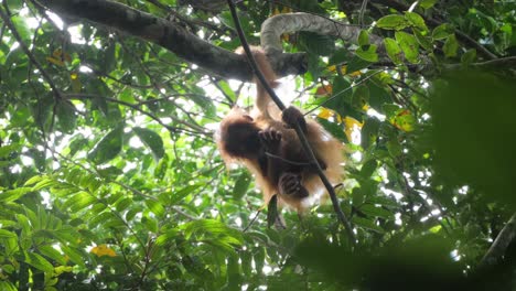 Slow-motion-shot-of-wild-orangutan-baby-hanging-from-tree-by-himself-in-Bukit-Lawang,-Sumatra,-Indonesia