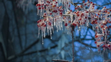 close-up of red berries covered in frost and icicles hanging on tree branches, framed by a vibrant blue winter sky, captures the delicate and serene beauty of nature during the winter season