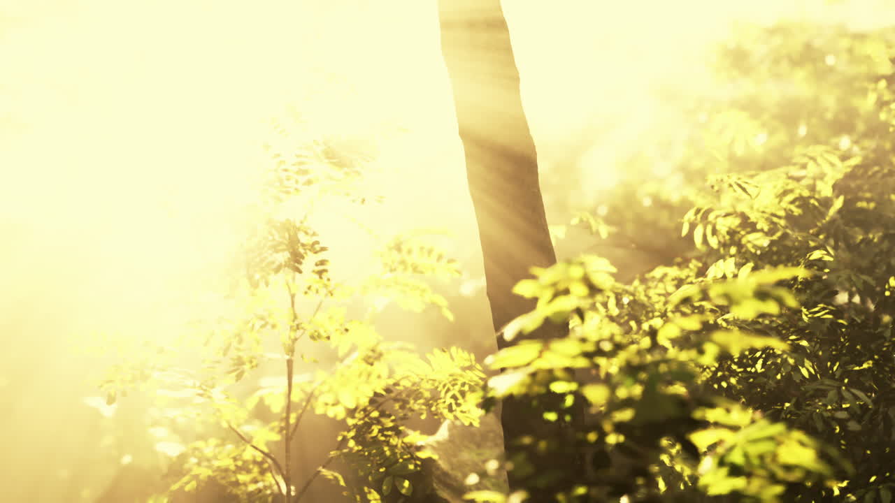 안개 숲 속 의 빛