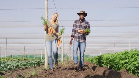 Video-of-happy-diverse-woman-and-man-holding-carrots,-walking-in-greenhouse