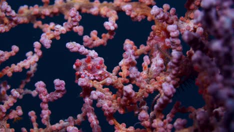 hippocampus bargibanti pygmäen-seepferdchen lembeh 4k 25fps