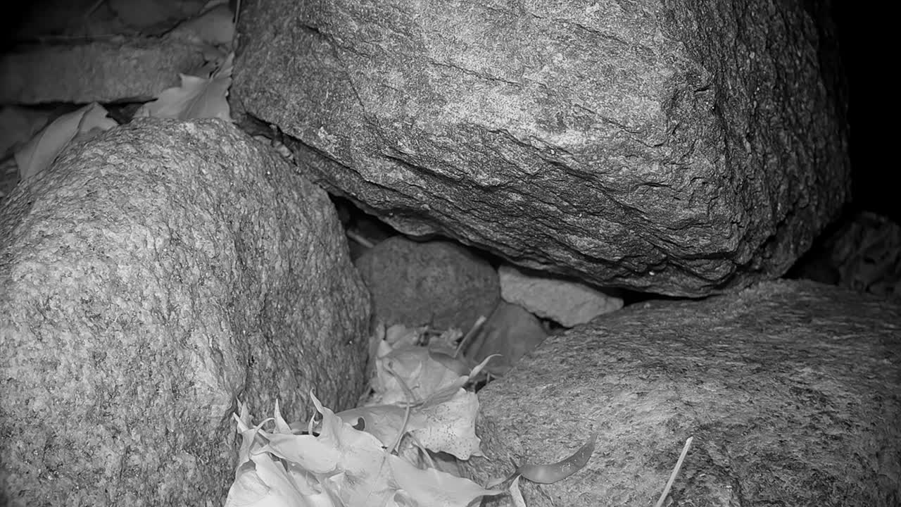 블랙 헤드 슬러그 (krynikillus melanocephalus) - 에스토니아