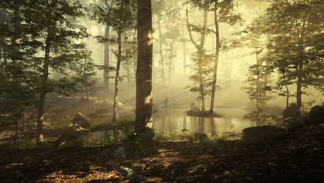 Vista-Panorámica-Del-Majestuoso-Bosque-En-Una-Niebla-Matutina