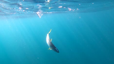 light rays bounce across yellowtail fish that fights against angler reeling it in