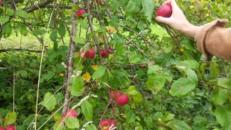 Young woman hand picking red apple from green tree in early autumn