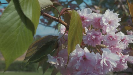 cherry blossom tree flowers in full bloom spring time close up