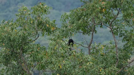 ardilla gigante negra, ratufa bicolor vista desde la distancia alcanzando algunas frutas en la parte superior de un árbol mientras está en una rama durante un momento ventoso en el parque nacional khao yai, tailandia