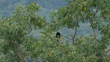 black giant squirrel, ratufa bicolor seen from a distance reaching out for some fruits on top of a tree while on a branch during a windy moment in khao yai national park, thailand