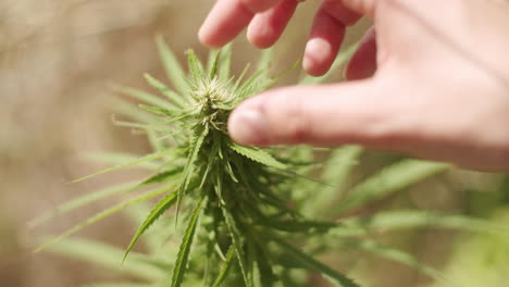 caucasian jemals hands grabbing and inspecting the top of a hemp plant