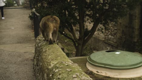 monkey with pride walking on stone fence, back view