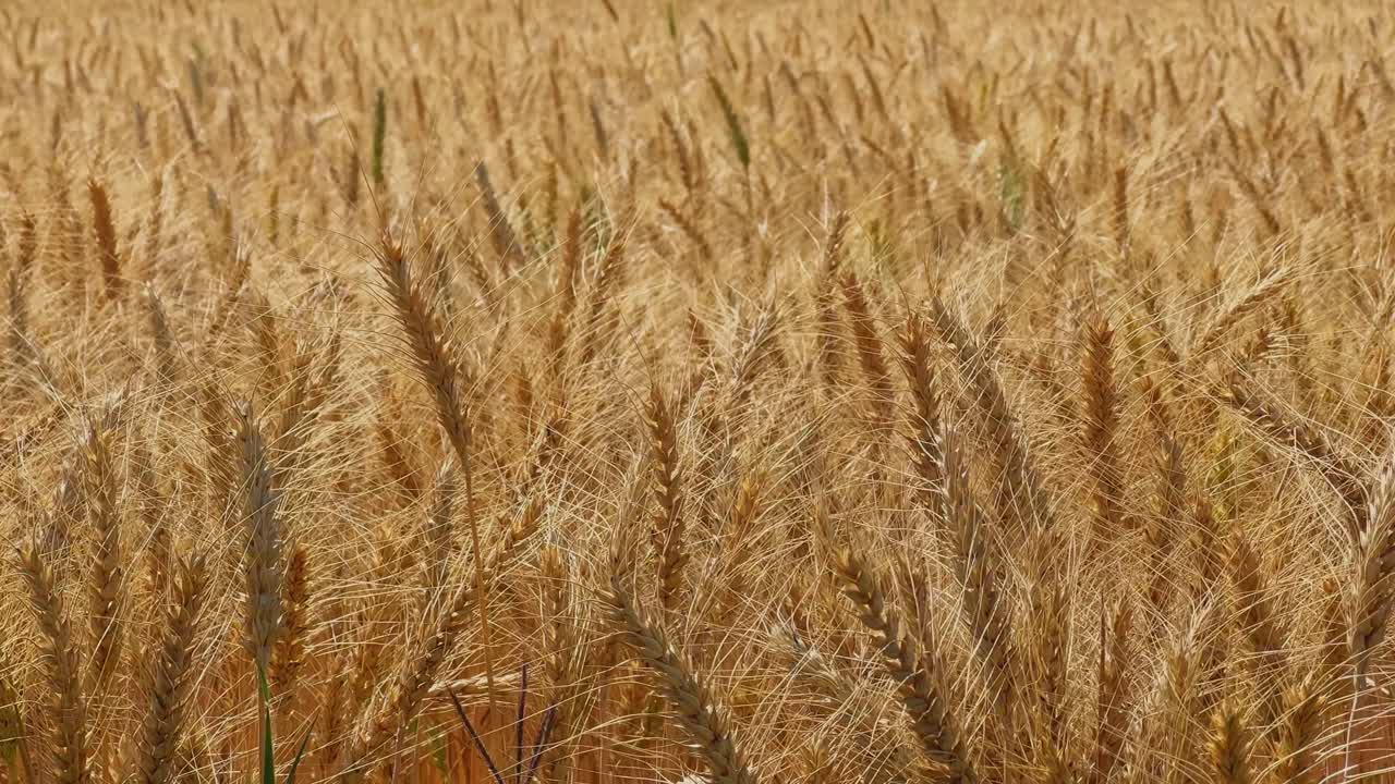 Tät närbild av mogna veteax som svajar mjukt, med fina borst som skimrar i varmt ljus och ett tätt gyllene fält som bildar en mjukt texturerad bakgrund
