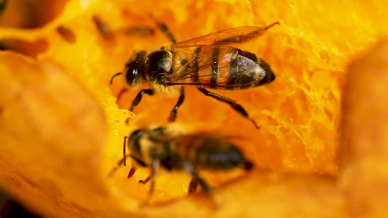 las abejas alimentan el mango podrido, video macro