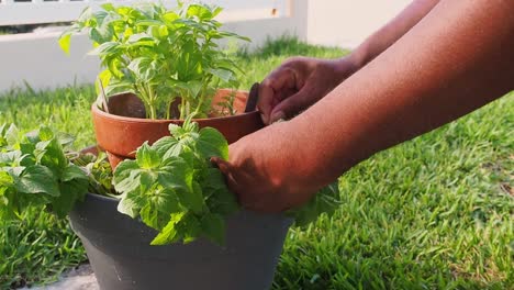 Frischen-Oregano-Aus-Dem-Topf-Schneiden