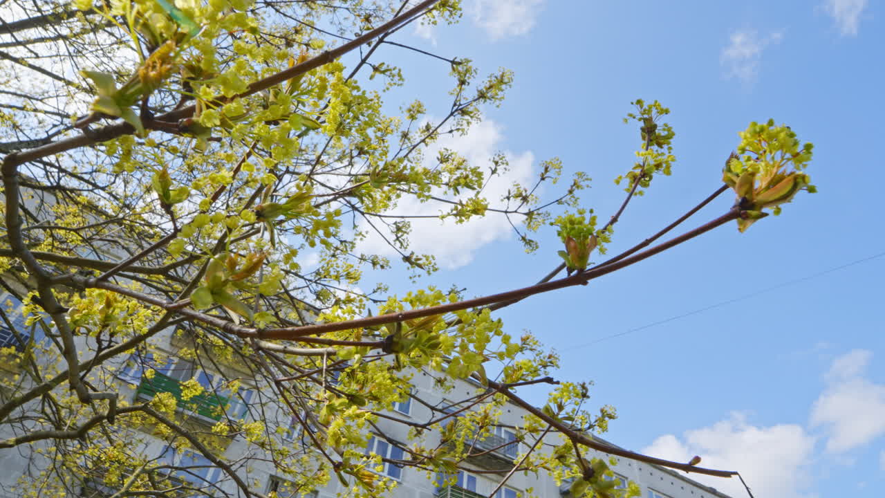 Blooming yellow tree in city suburbs, view form bellow