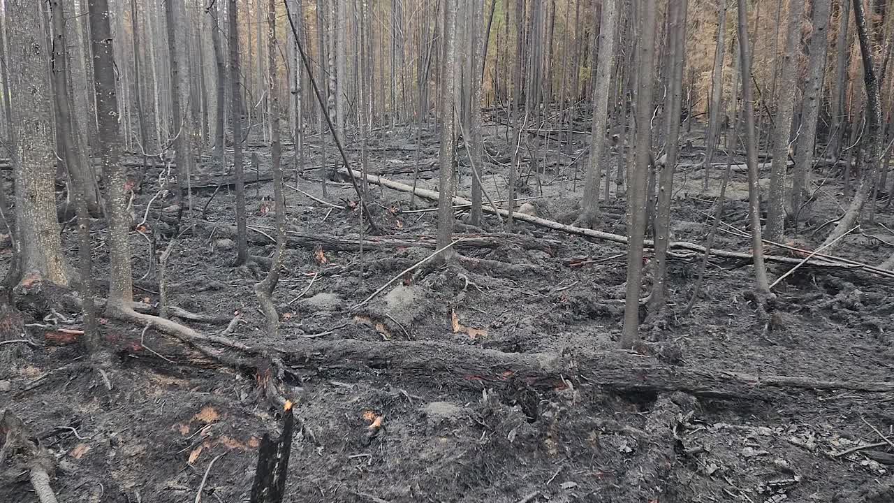 Ash from burnt trees in wildfire remnants of forest fire, dolly, kirkland lake Sudbury, Ontario, Canada