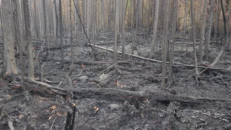 ceniza de árboles quemados en incendios forestales restos de incendios forestales, dolly, lago kirkland sudbury, ontario, canadá