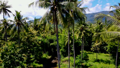 Coconut-Palm-Trees-On-Sunny-Day-With-Dense-Forest-Hills-At-Background-In-West-Bali,-Indonesia