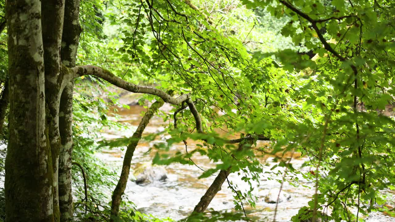 울창한 초록색과 숲 속의 흐르는 하천
