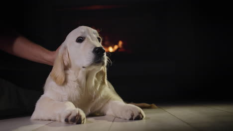 el dueño de la mascota y el lindo cachorro de golden retriever descansando cerca de una chimenea en llamas