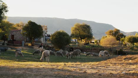 sheep grazing on a african hill with sunset