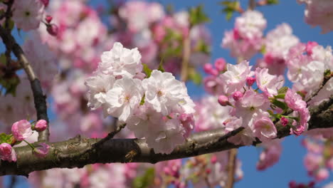 las delicadas flores de cerezo estallan en flor contra un cielo azul claro, anunciando la llegada de la primavera