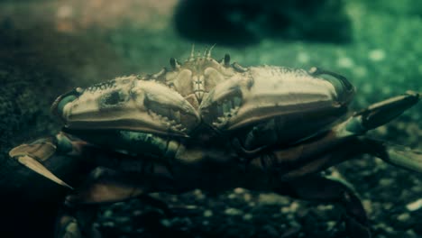 portrait of a dungeness crab.