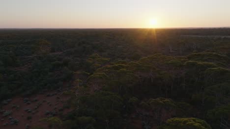 Clip-Panorámico-De-Drones-Al-Amanecer-Que-Muestra-Altos-Eucaliptos-En-El-Interior-De-Australia-Occidental