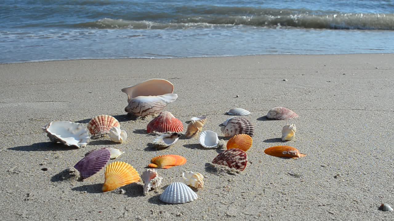 Cockleshells on sand against the background of waves. Shooting on the beach
