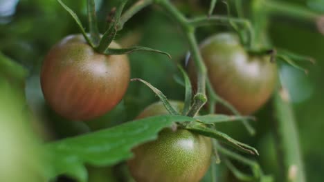 tomatoes in bunches hung on a branch