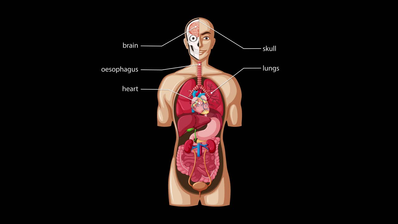 Animation gradually reveals and labels major human internal organs, using clear anatomical illustration, smooth transitions, and a dark background for high contrast
